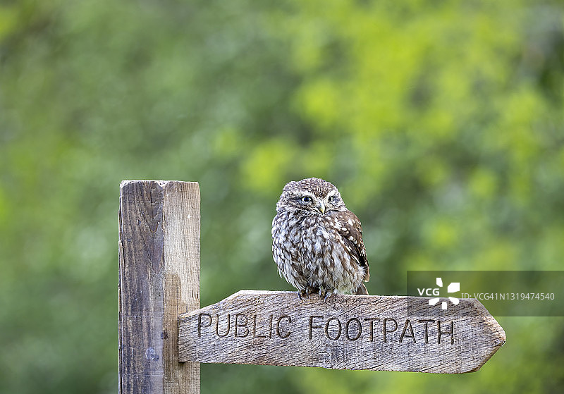 小猫头鹰图片素材