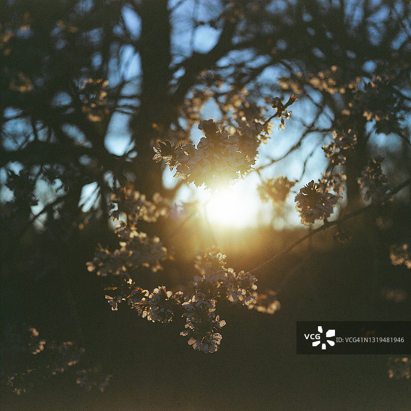 夕阳下的樱花图片素材