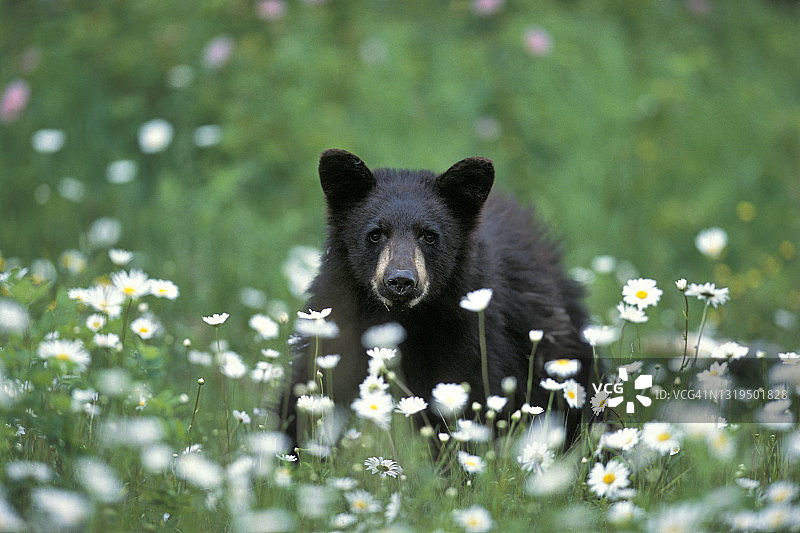 美洲黑熊幼崽图片素材
