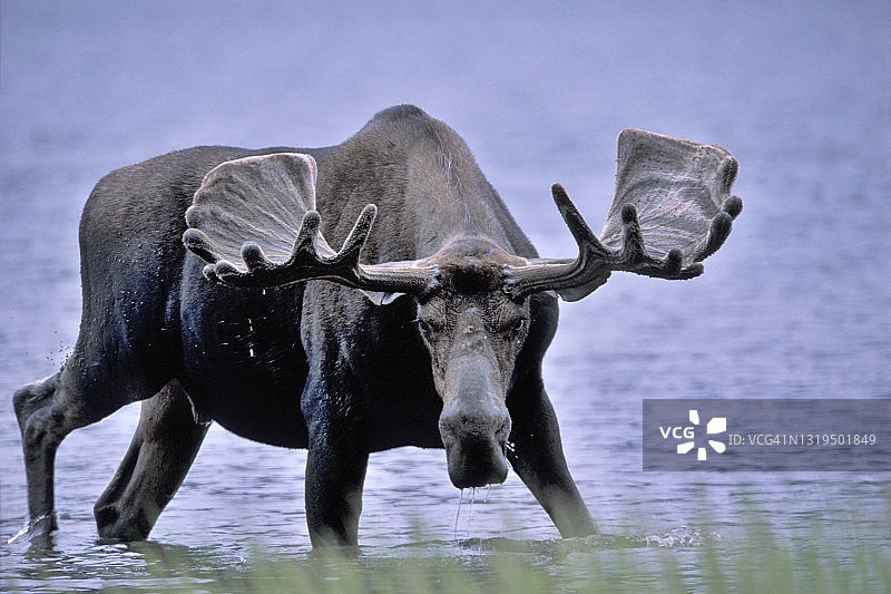 在湖中觅食的驼鹿图片素材