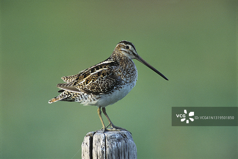 普通扇尾沙锥图片素材