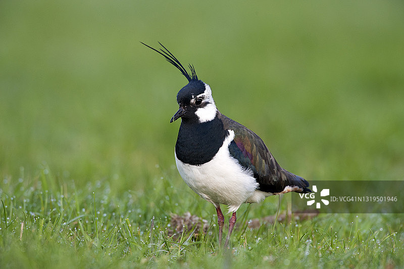 凤头麦鸡图片素材