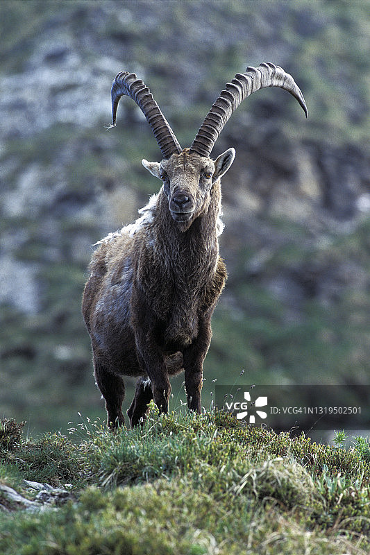 阿尔卑斯山羊图片素材