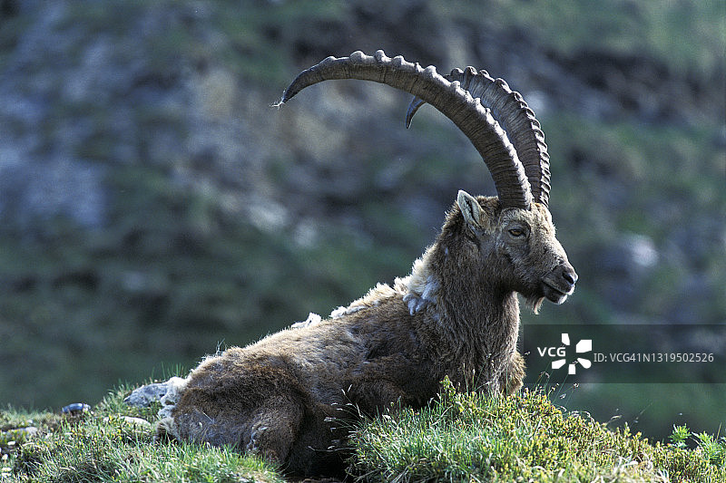 阿尔卑斯山羊图片素材