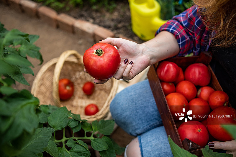 橙发年轻女子在塑料大棚种植番茄，篮子里装着新鲜采摘的番茄，自制有机健康食品图片素材