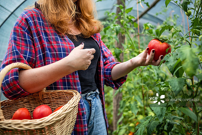 橙发年轻女子在塑料大棚种植番茄，篮子里装着新鲜采摘的番茄，自制有机健康食品图片素材