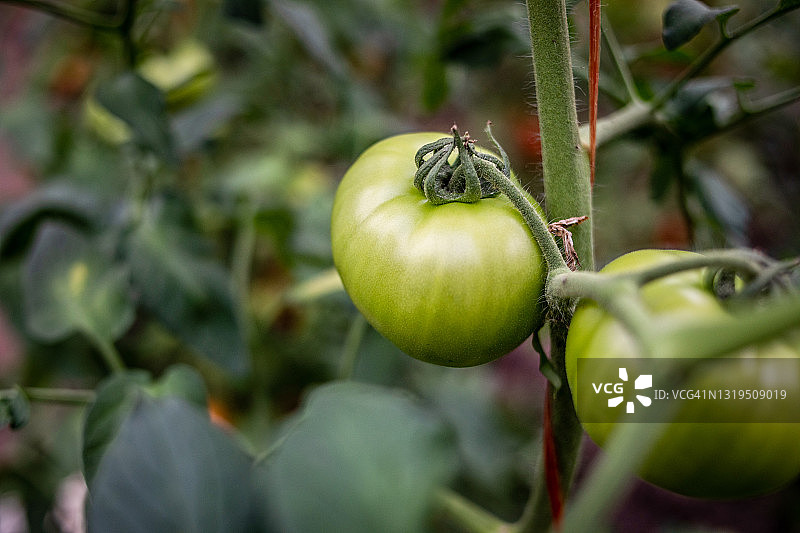 绿色未成熟的西红柿图片素材