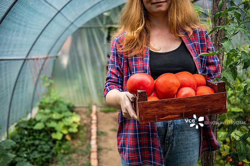 橙发年轻女子在塑料大棚种植番茄，篮子里装着新鲜采摘的番茄，自制有机健康食品图片素材