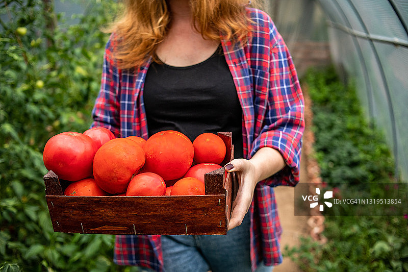 在塑料大棚里种植番茄的橙色头发年轻女人，定期监测果实并采摘新鲜番茄图片素材