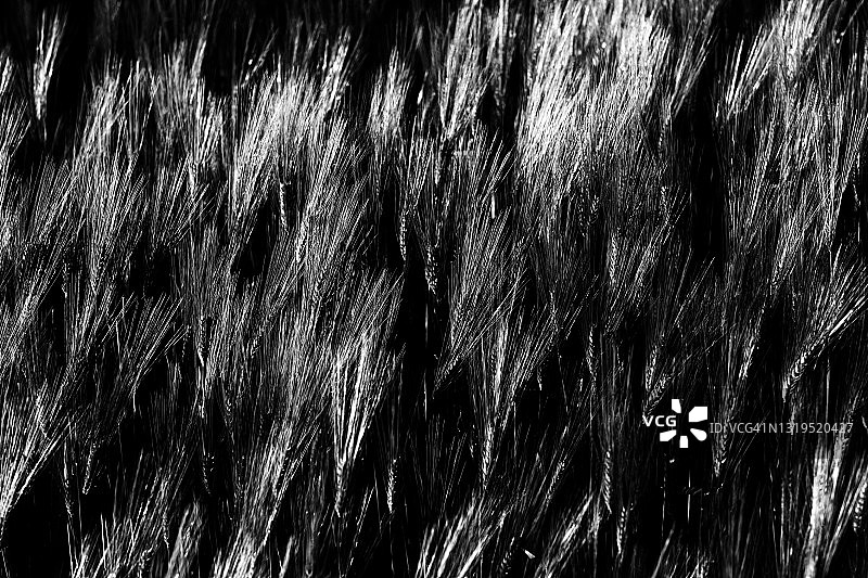 大麦田抽象图片图片素材