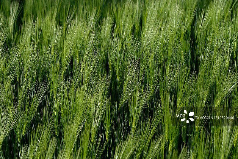 绿色大麦耕地图片素材