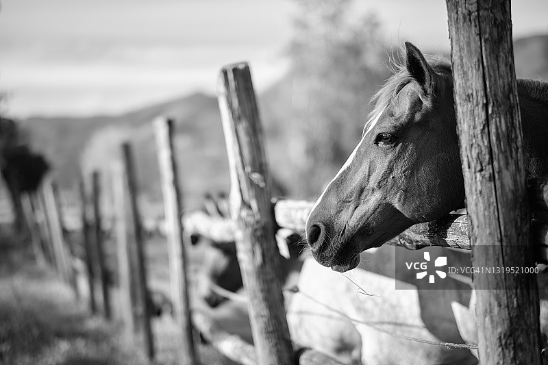 农场围栏边的马嘴图片素材