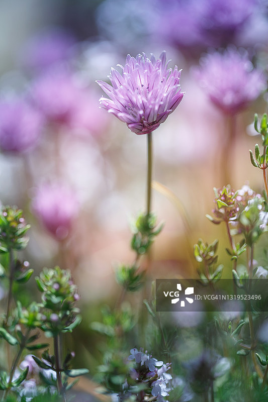 花园里开花的韭菜和百里香，蓝天，留白，春天景象，竖版图片素材