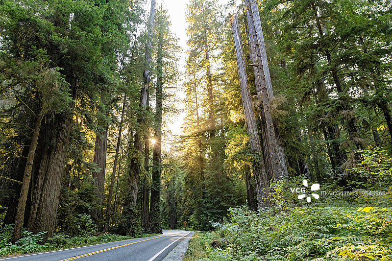 美国加州红杉国家公园的景观公路图片素材