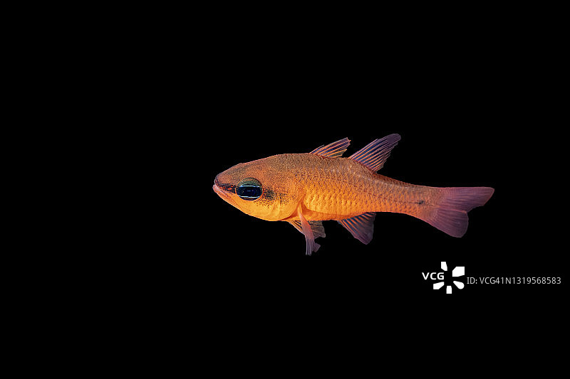 天竺鲷图片素材