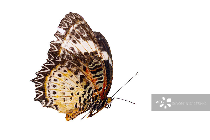 白色背景上的黄红色天然蝴蝶图片素材