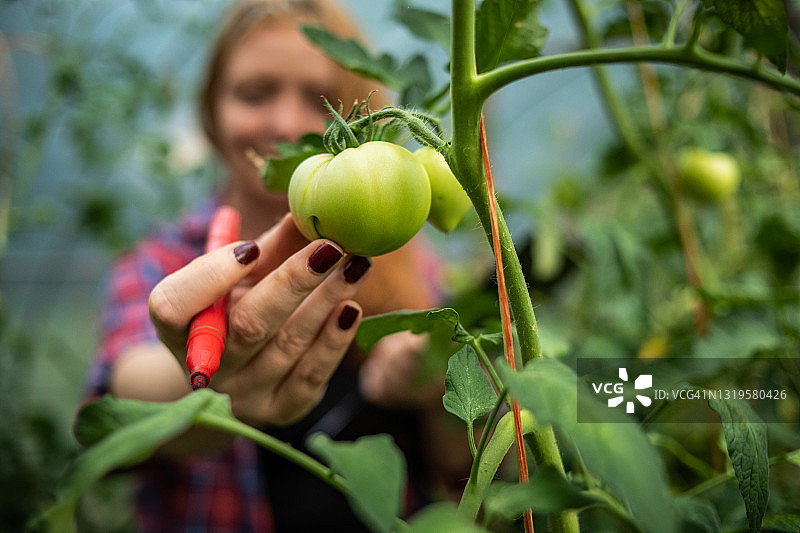 在塑料大棚里种植番茄的橙色头发年轻女人，定期监测果实并采摘新鲜番茄图片素材