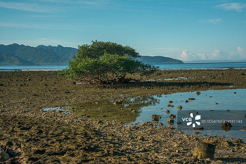 一棵树和岩石图片素材