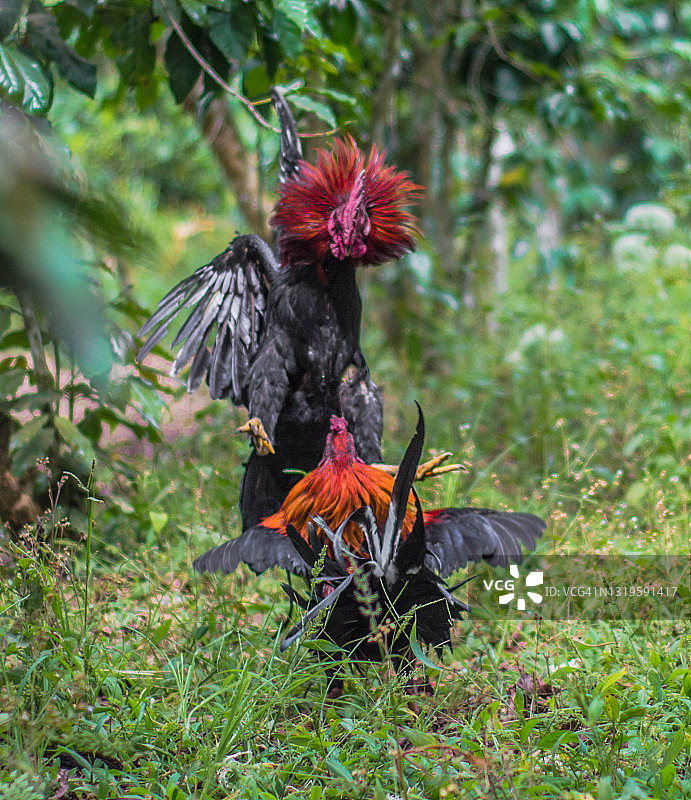 两只公鸡，证明谁是最棒的图片素材