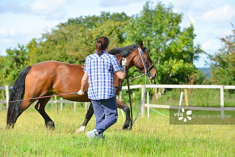 年轻漂亮的女子和她的枣骝马在英国乡村一起享受工作，她训练马匹，教它优雅地移动。图片素材