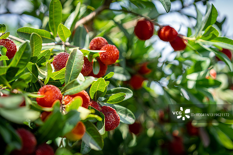 树上生长的红色杨梅图片素材