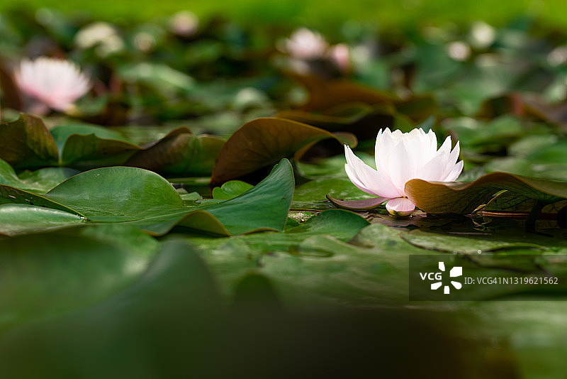 莲花图片素材