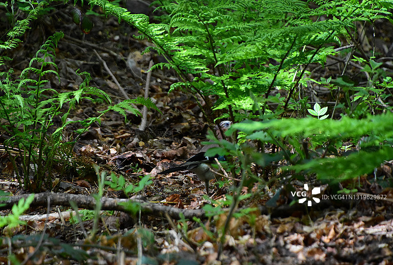 蕨类植物中的蓝松鸦图片素材