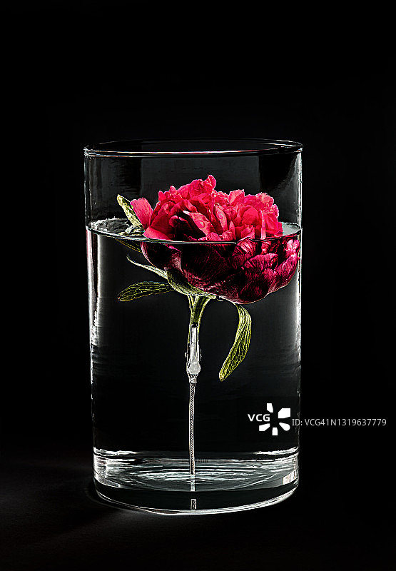 红色牡丹图片素材