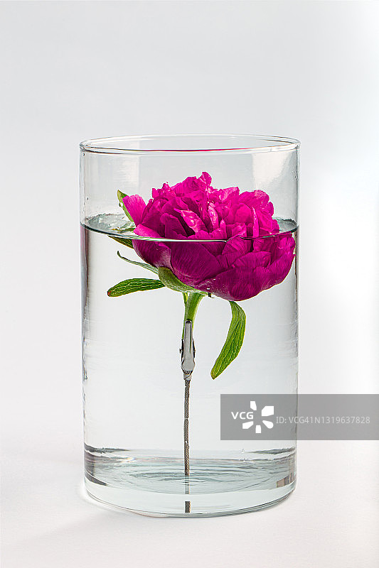 粉色的牡丹图片素材