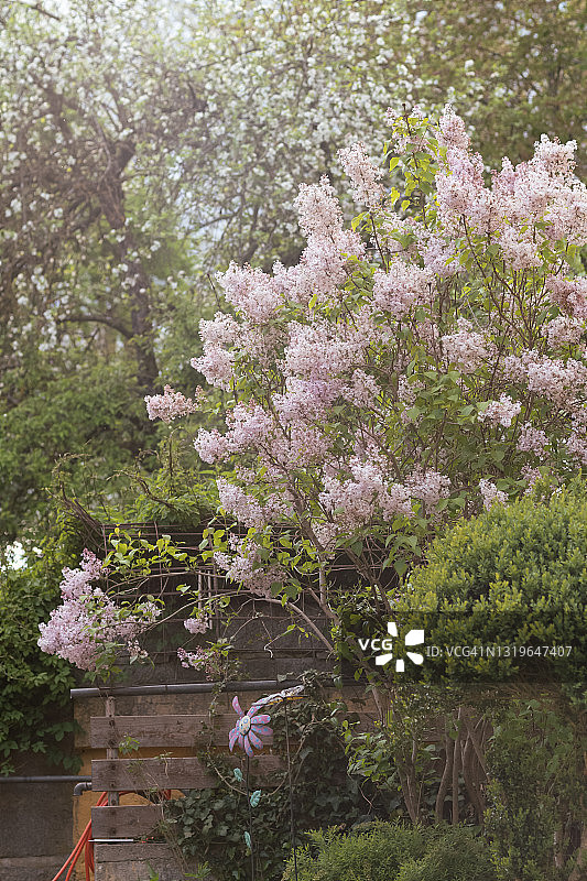 日落下的白色丁香花图片素材