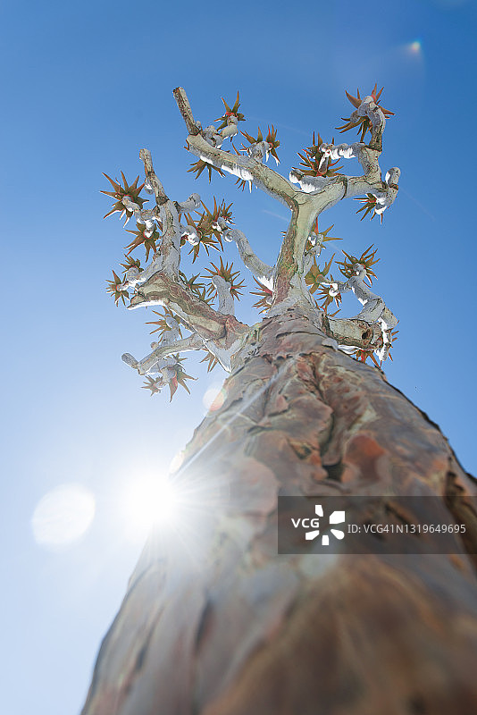 纳米比亚箭袋树图片素材