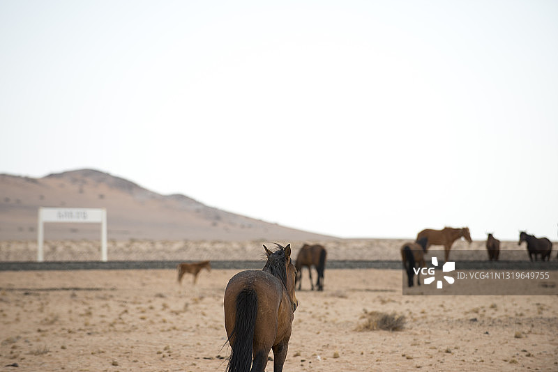 纳米比亚南部奥斯附近尘土飞扬的平原上的野马。该地区有90至150匹野马自由漫步图片素材