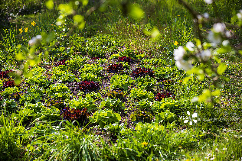 菜园里生长的绿色和红色生菜图片素材