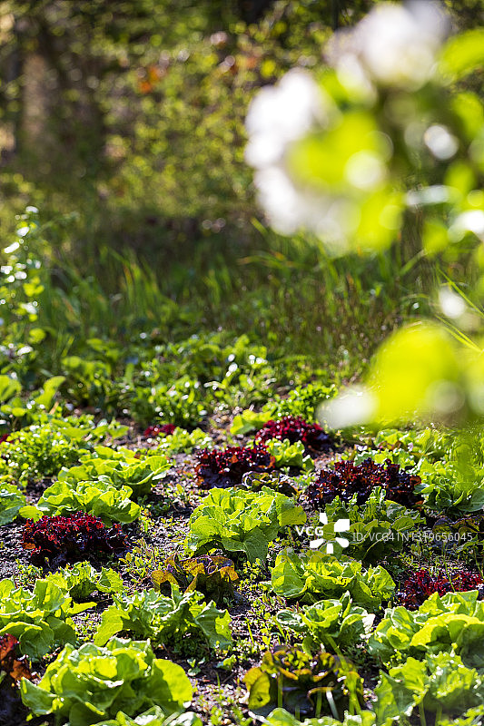 菜园里生长的绿色和红色生菜图片素材
