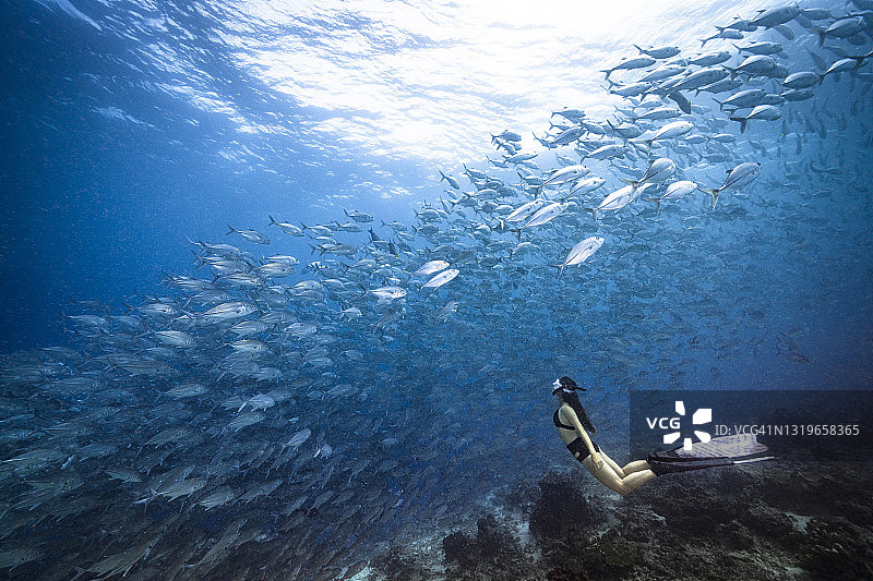 与成群的鲹鱼自由潜水图片素材