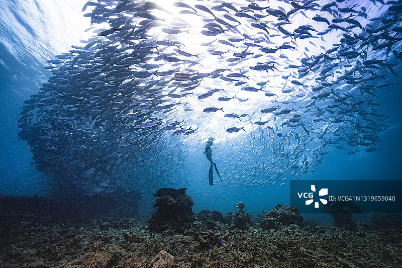 与成群的鲹鱼自由潜水图片素材
