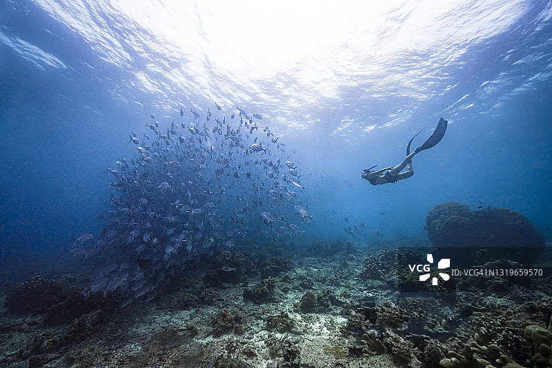 与成群的鲹鱼自由潜水图片素材