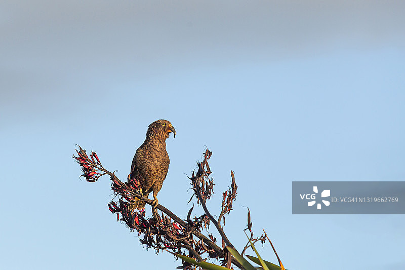 啄羊鹦鹉栖息在树枝上的特写图片素材