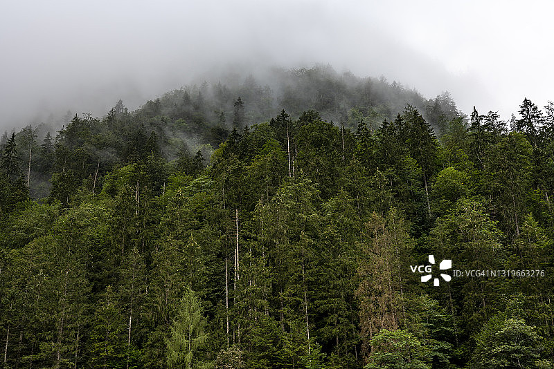 德国巴伐利亚贝希特斯加登国家公园的森林山脊图片素材