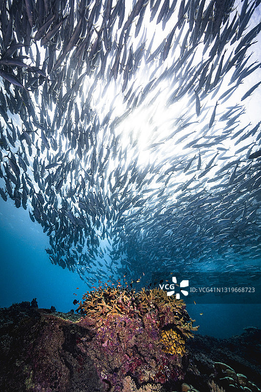水下一群鲹鱼图片素材