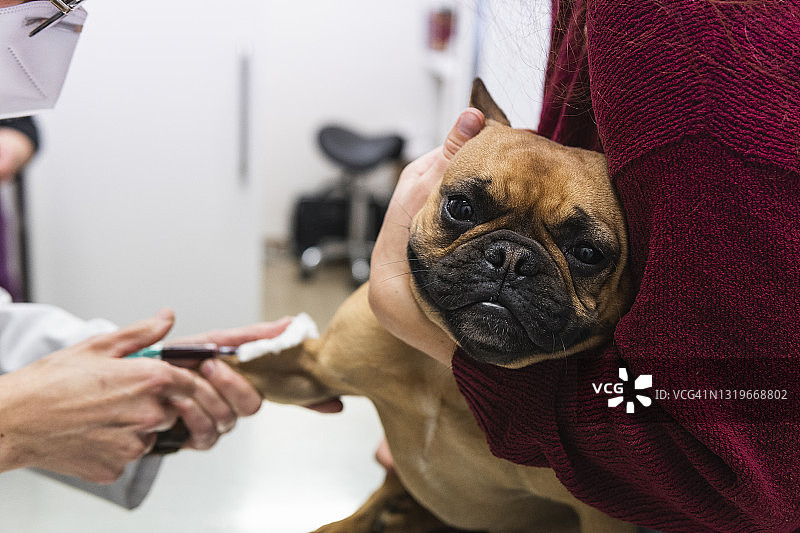 女兽医在诊所检查法国斗牛犬的血液图片素材
