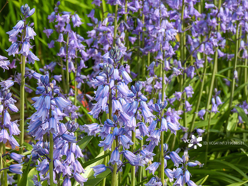 弗吉尼亚蓝铃花图片素材