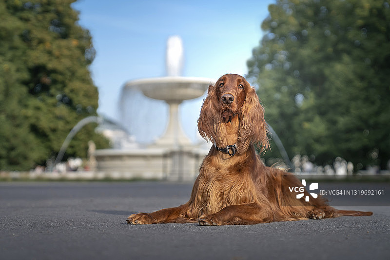 爱尔兰雪达犬肖像图片素材