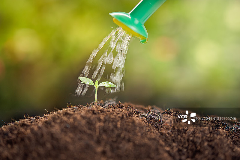用水壶浇灌的幼苗图片素材
