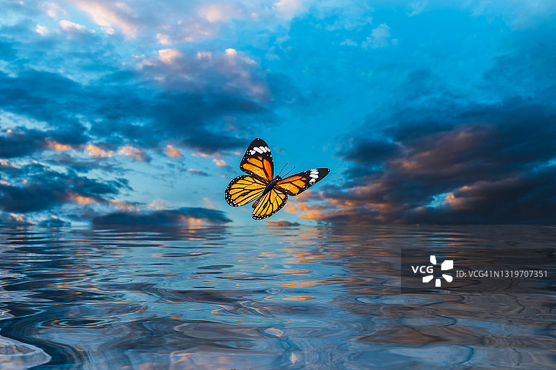 美丽的蝴蝶飞过波光粼粼的水面，背景是暮光之下的天空和云彩图片素材