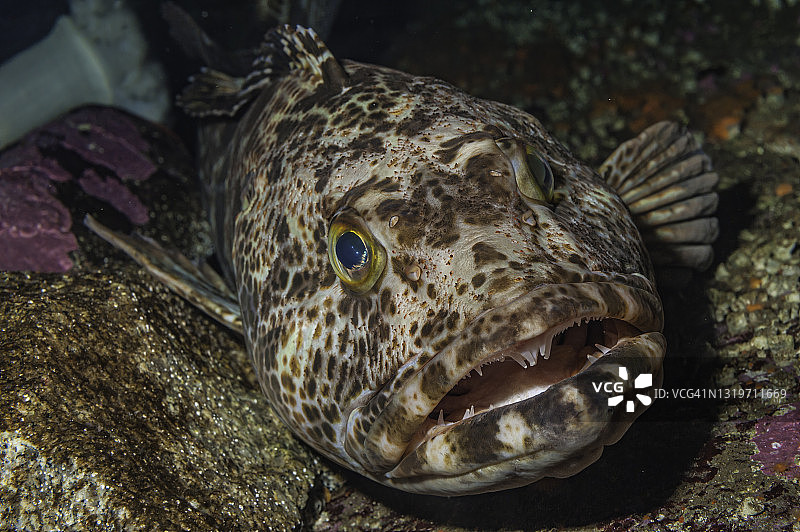 绿鳕：加利福尼亚州蒙特雷的绵鳚图片素材