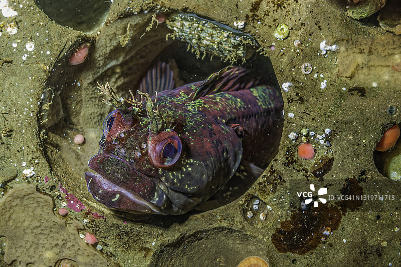 黄鳍须唇鳚，产于加利福尼亚州蒙特雷湾图片素材