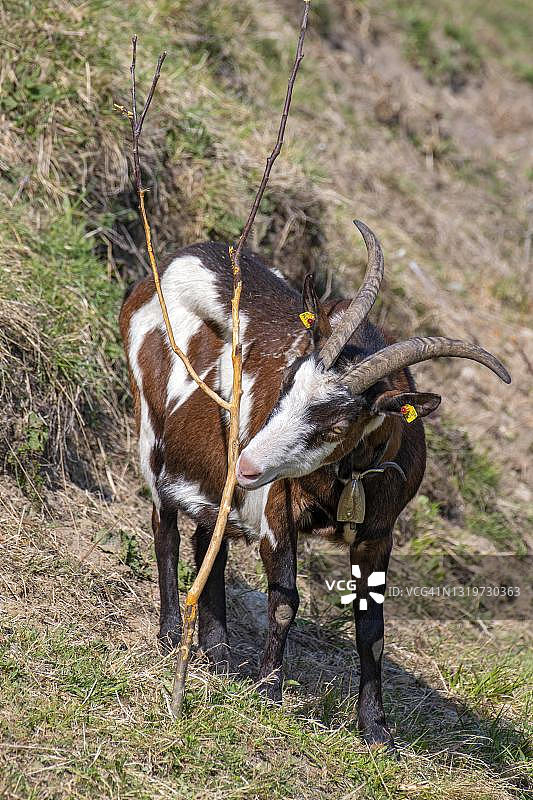 陶恩花斑山羊，位于奥地利蒂罗尔州图片素材