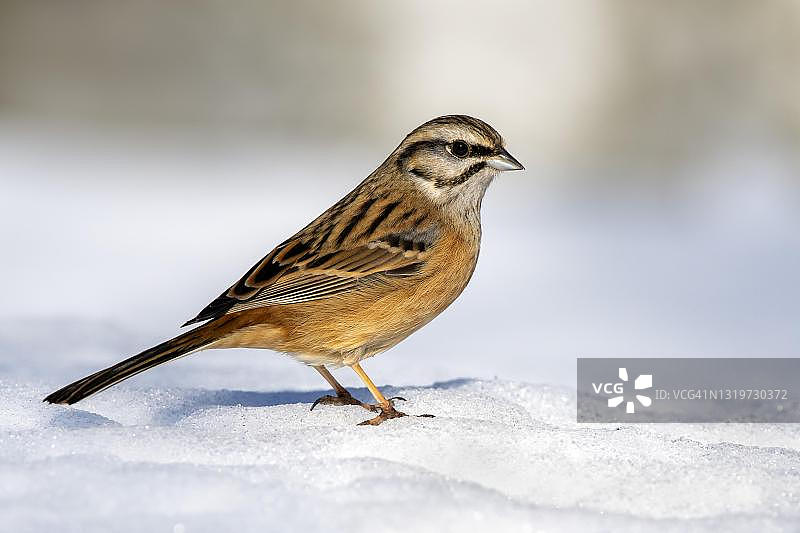 岩鹀（Emberiza cia）冬季栖息在奥地利蒂罗尔州泰尔芬斯雪地上图片素材