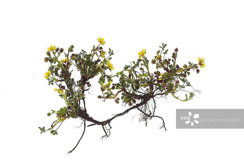 委陵菜（匍匐委陵菜），德国，白色背景图片素材